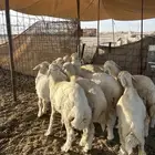 حري عدده 10