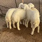هرافى