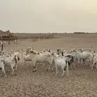 معزا مقاني