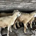 خرفان العمر4-5اشهر