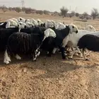 ضان نجد دفيع
