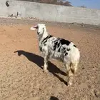 رخال لبيع نظيفه االحد 1250 نهايه لايتصال غير صامل