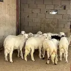 طليان للبيع العدد 14
