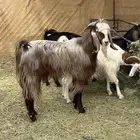 فحل معزا