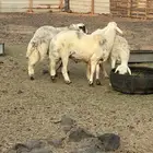 نعجه معاها اثنين