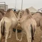 قعدان مستورد مرابي اكثر من 4 شهور طيبه