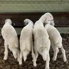 بهم طليان حري