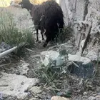 نعجه سنها توها جامع فل شحم