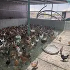 دجاج بلدي للبيع