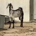 جفرة كشميرية