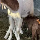 عنز والد معه 2 جفره وتيس