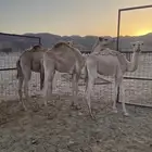 قعدان مفاريد للبيع