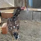 دجاج باكستاني سندي بيور
