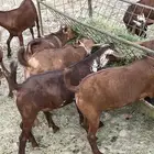 تيوس دهم مراح واحد