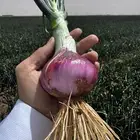 10 هكترات للبيع