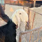 خروف تو مقلع ثني مشروط