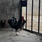 دجاج بلدي شرط