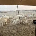 ضان 18 بالفحل يتبعها 4