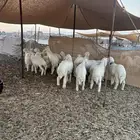 بهم حري 19