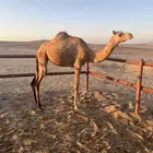 بكره للبيع العمر سنه ونص