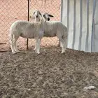 حريات دفيع