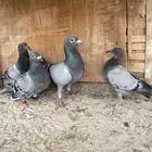 حمام زاجل سباق