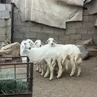 طليان للبيع العدد 4