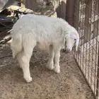 خرفان للبيع