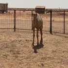 حاشي