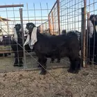 جفرات عوارض معرفات