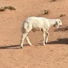 طلب حري فل شحم