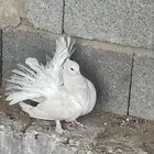 للبيع انثى هزازي