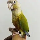 كنيور اناناس أليف عمره 3شهور