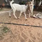 مشروع فحل حجازي