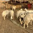 حريات العدد 11 بالفحل