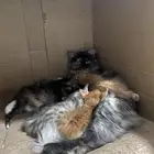 قطه لتبني مع عيالها