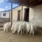 طليان ورخال للبيع العدد 25