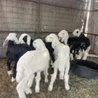 بهم صغار للبيع