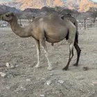 ناقه حمراء لقحه