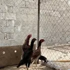 دجاج باكستاني