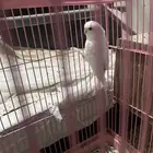 طيور زينه
