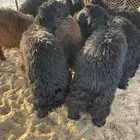 ذبايح خرفان نعيم عرب بلدي