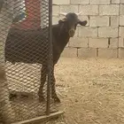 تيس فحل للبيع