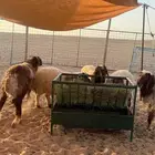 بهم نعيم العمر 4 إلى 5 شهور