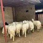 طليان للبيع العدد 15