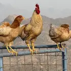 محافظة اضم