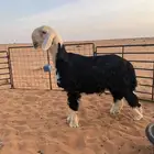 خروف نجدي مشروع فحل