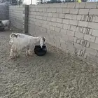 عنز دافع جامع شبب وطلي نجدي عمره شهر ونص