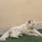 قطه