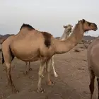 ابل خلفات ولحقات